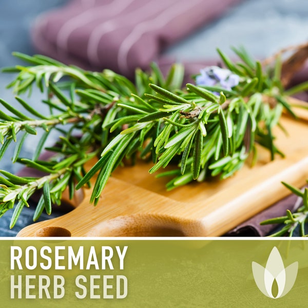 Rosemary Herb Seeds - Heirloom Seeds, Culinary Herb, Medicinal Herb, Open Pollinated, Perennial, Rosmarinus Officinalis, Non-GMO