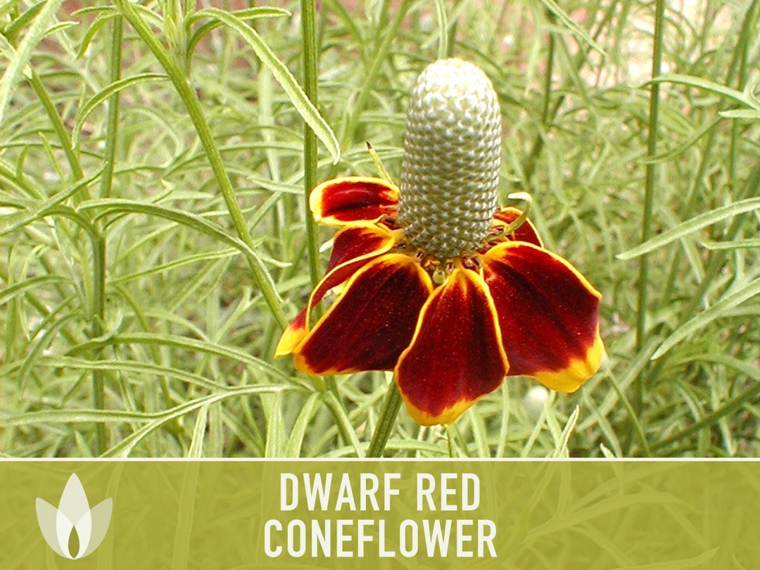 Dwarf Red Coneflower Heirloom Seeds, Flower Seeds, Medicinal Seeds