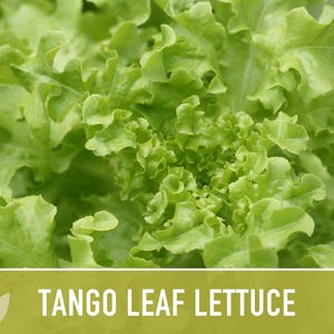 Tango Oakleaf Lettuce Seeds – Heirloom, Cold Tolerant imagem 6