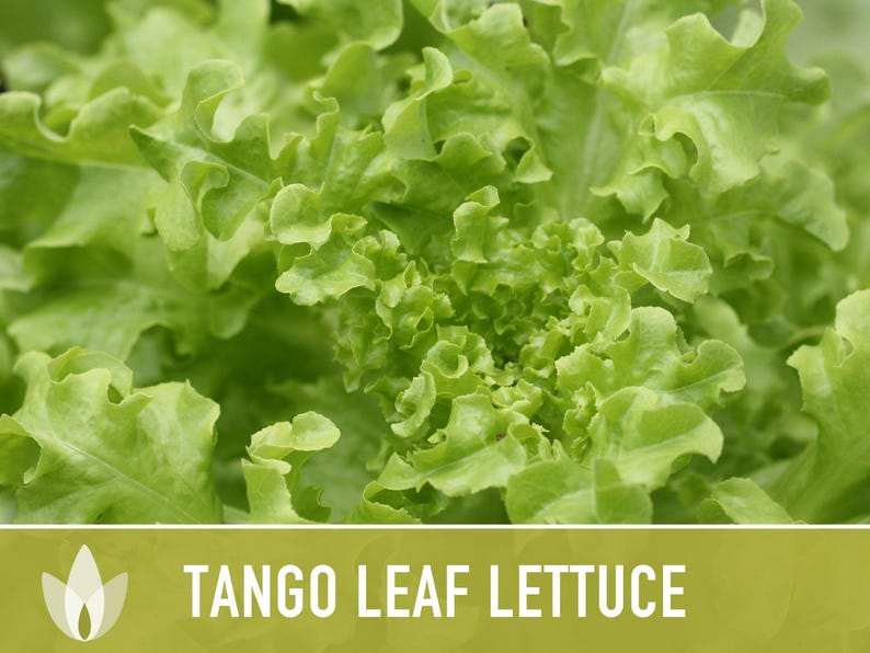 Tango Oakleaf Lettuce Seeds – Heirloom, Cold Tolerant imagem 6