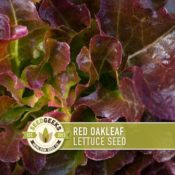 Red Oak Leaf Lettuce Heirloom Seeds - Heat Tolerant, Shade Garden