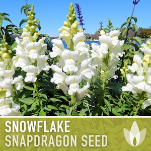 May include: White snapdragon flowers in bloom. The flowers are arranged in clusters and have a delicate, ruffled appearance. The text "SNOWFLAKE SNAPDRAGON SEED" is displayed at the bottom of the image.