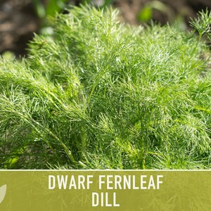 Dwarf Fernleaf Dill Seeds | 40+ Seeds, Heirloom, Culinary & Medicinal Herb, Butterfly Host | Anethum graveolens image 6
