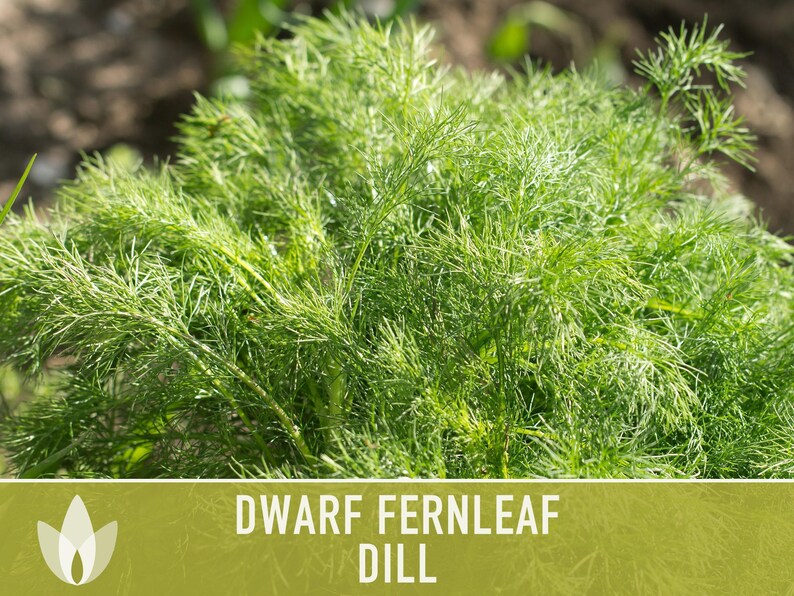 Dwarf Fernleaf Dill Seeds | 40+ Seeds, Heirloom, Culinary & Medicinal Herb, Butterfly Host | Anethum graveolens image 6