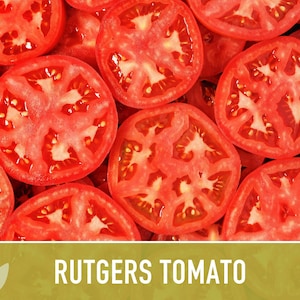 Rutgers Heirloom Tomato Seeds | Organic Garden, Canning & Soup | Open Pollinated, Non-GMO, Disease-Resistant | 50+ Seeds image 8