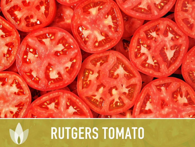 Rutgers Heirloom Tomato Seeds | Organic Garden, Canning & Soup | Open Pollinated, Non-GMO, Disease-Resistant | 50+ Seeds image 8
