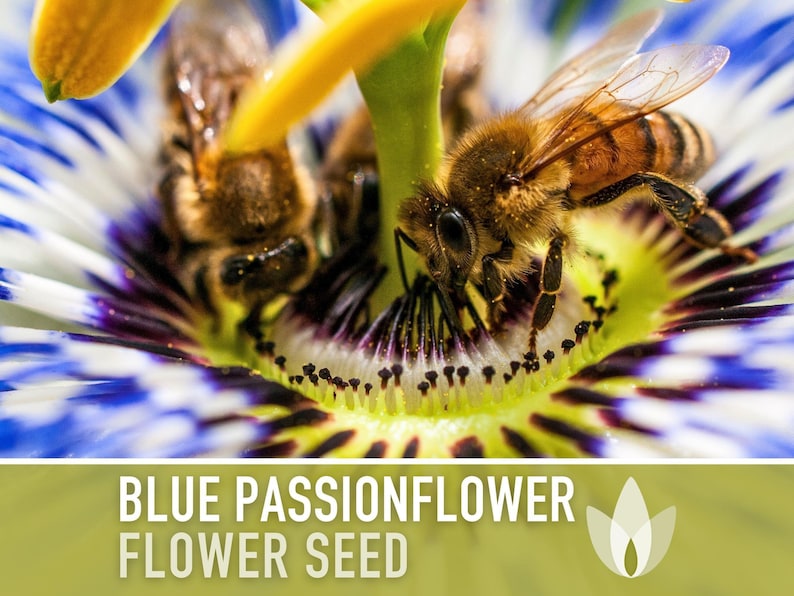 Blue Passionflower Seeds | 20+ Seeds, Heirloom, Non-GMO, Vining Flower, Fragrant, Medicinal, Passiflora caerulea image 7