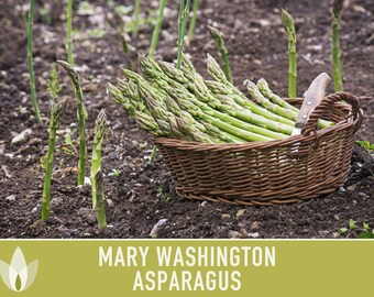 Semillas De Espárrago Verde Mary Washington - 4 Gramos (aprox. 200 Semillas) - Para Cultivar En Huerto