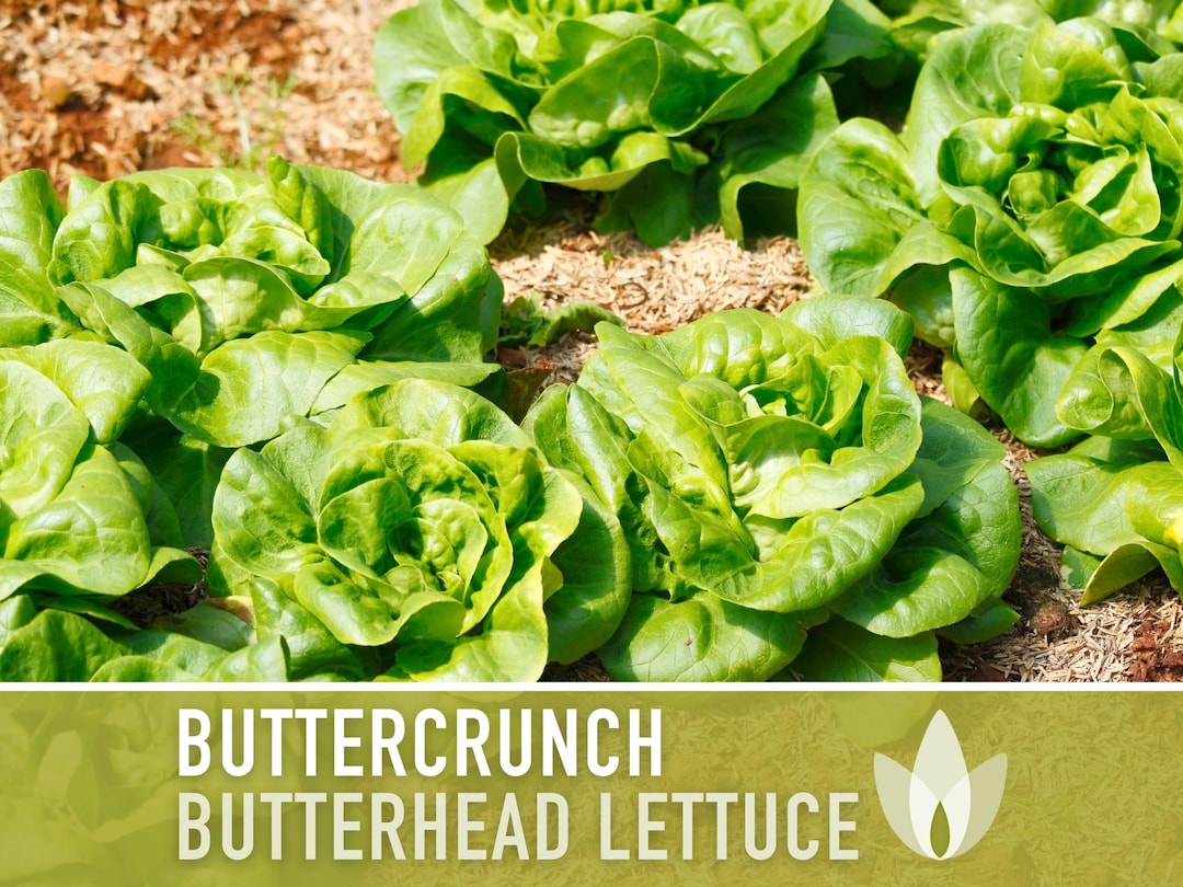Buttercrunch Butterhead Lettuce Heirloom Seeds AAS Winner, Slow Bolting, Heat Tolerant