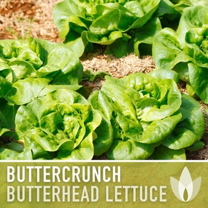 Buttercrunch Butterhead Lettuce Heirloom Seeds - AAS Winner, Slow Bolting, Heat Tolerant, Container Garden, Open Pollinated, Non GMO