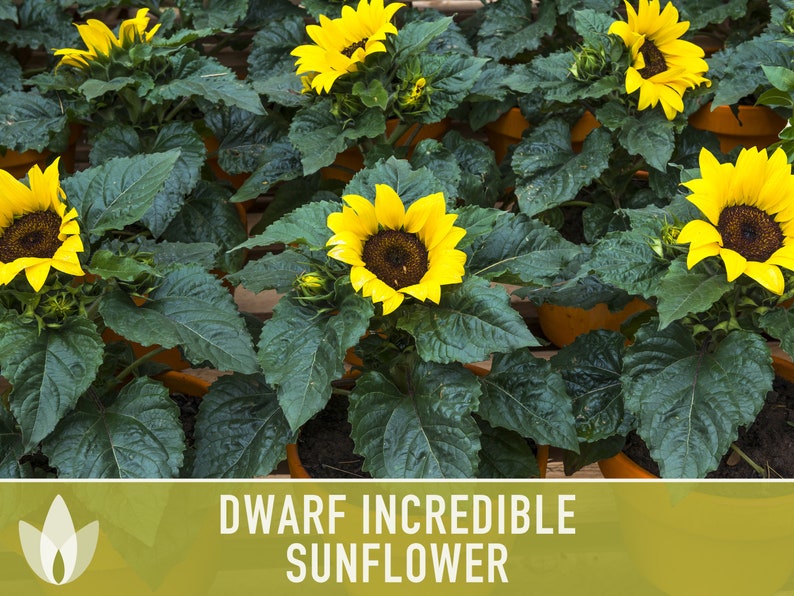 Dwarf Incredible Sunflower Seeds Heirloom Seeds Dwarf Etsy