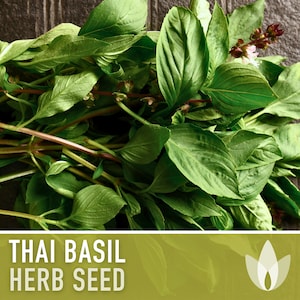 Thai Basil Herb Heirloom Seeds