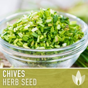 Chives Heirloom Herb Seeds image 5