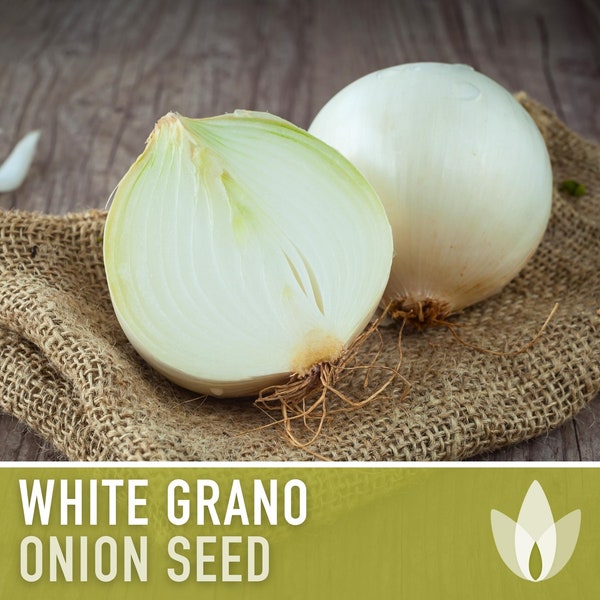 White Grano Onion Seeds - Heirloom Seeds, Short Day, Sweet Onion, Slow Bolt, Storage Onion, Allium Cepa, Open Pollinated, Non-GMO
