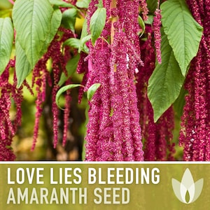 Love Lies Bleeding Amaranth Heirloom Seeds