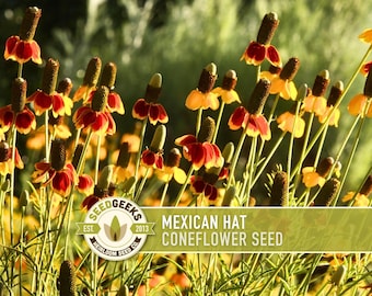 Mexican Hat Coneflower Seeds - Pollinator Friendly, Prairie Wildflower