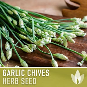 Garlic Chives Herb Seeds - Oriental Garlic, Chinese Leek, Ku Chai, Asian Garlic, Medicinal Herb, Heirloom Seeds, Non-GMO