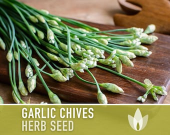 Garlic Chives Herb Seeds - Oriental Garlic, Chinese Leek, Ku Chai, Asian Garlic, Medicinal Herb, Heirloom Seeds, Non-GMO