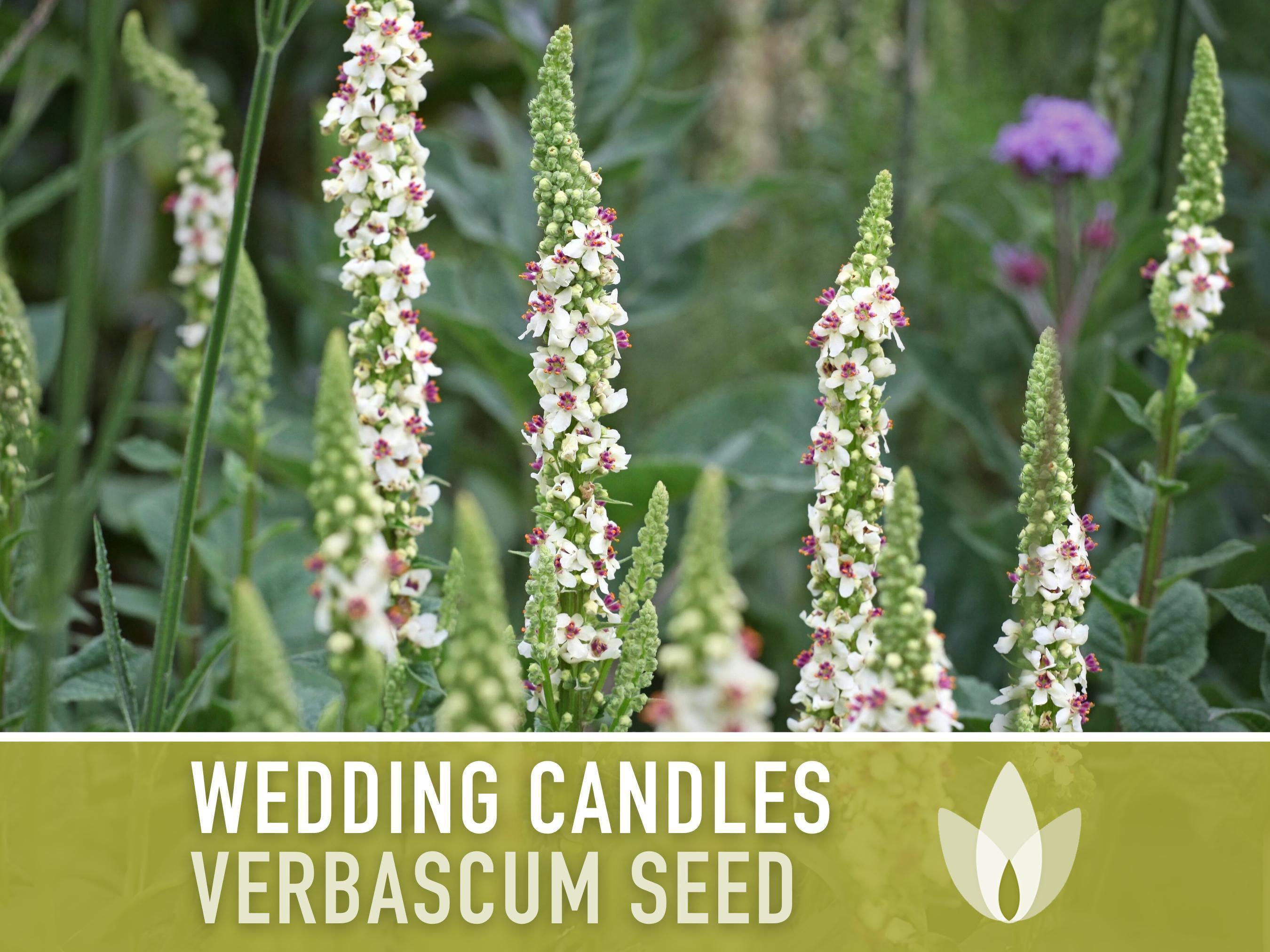 Wedding Candles Seeds | 100+ Seeds, White Mullein Wildflower