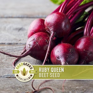May include: A cluster of fresh, round Ruby Queen beetroots with deep red skin and vibrant green leaves. The image includes the text "Ruby Queen Beet Seed" on a green banner, and a logo for Seed Geeks.