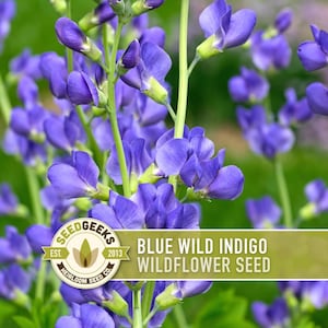 May include: A close-up shot of blue wild indigo wildflowers in bloom. The image shows delicate, petal-shaped flowers against a soft green backdrop. A banner displays "BLUE WILD INDIGO WILDFLOWER SEED" with a logo.