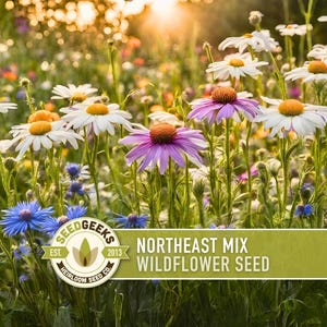 May include: A vibrant field of wildflowers in full bloom, featuring white daisies with yellow centers, purple coneflowers, and blue cornflowers. The image includes the text "Northeast Mix Wildflower Seed" and the SeedGeeks logo.