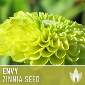 Zinnia, Envy Lime Green Heirloom Seeds, Chartreuse Flower Seeds