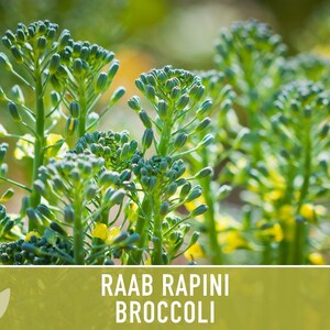 Broccoli Raab Rapini Heirloom Seeds image 8