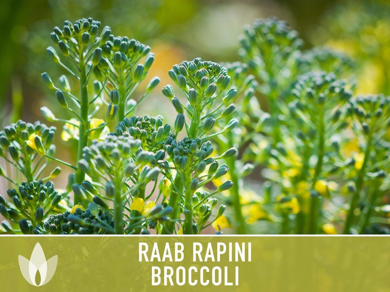 Broccoli Raab Rapini Heirloom Seeds image 8