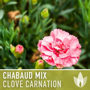 Chabaud Clove Carnation Seeds | 25+ Seeds, Heirloom Rainbow Flowers, Fragrant, Cottage Garden, Dianthus caryophyllus image 8