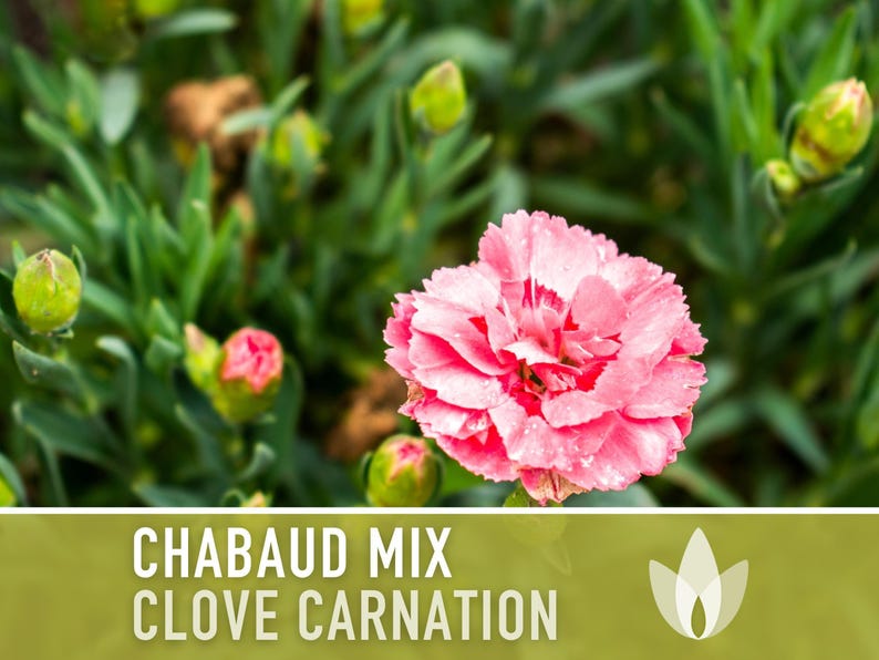 Chabaud Clove Carnation Seeds | 25+ Seeds, Heirloom Rainbow Flowers, Fragrant, Cottage Garden, Dianthus caryophyllus image 8