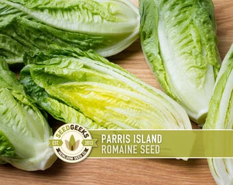 Parris Island Romaine Lettuce Seeds | 500+ Seeds, Non-GMO, Open-Pollinated, Heat Tolerant, Heirloom, Lactuca sativa