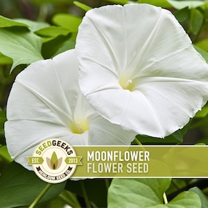Semillas de flor de luna / 10 semillas, variedad antigua, floración nocturna, fragante, trepadora, Ipomoea alba