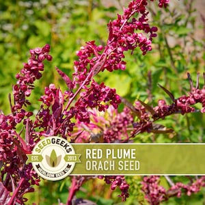 May include: Close-up of Red Plume Orach Seed plants with deep red seed heads and leaves. The image features a green and yellow banner with the text "Red Plume Orach Seed" and a logo for Seed Geeks.
