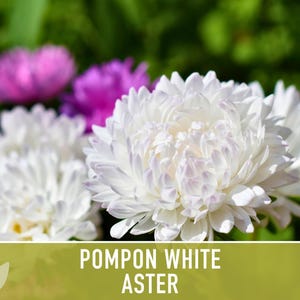 Semillas de flor de aster blanco pompón, aster chino tradicional, apto para abejas imagen 5