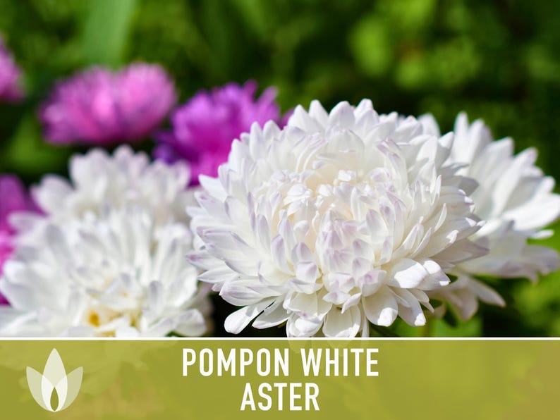 Semillas de flor de aster blanco pompón, aster chino tradicional, apto para abejas imagen 5