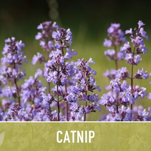 Catnip Herb Seeds | 300+ Heirloom Seeds for Cat Euphoria, Calming Herbal Tea, Bee Garden image 9