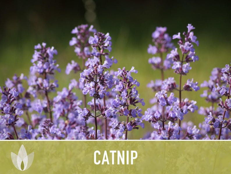 Catnip Herb Seeds | 300+ Heirloom Seeds for Cat Euphoria, Calming Herbal Tea, Bee Garden image 9