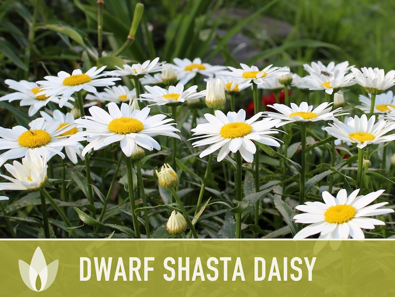 Dwarf Shasta Daisy Flower Seeds Heirloom, Tall Shasta, Edible Flowers, Cut Flowers, Dried Flowers, Container Garden, Cottage Garden image 8