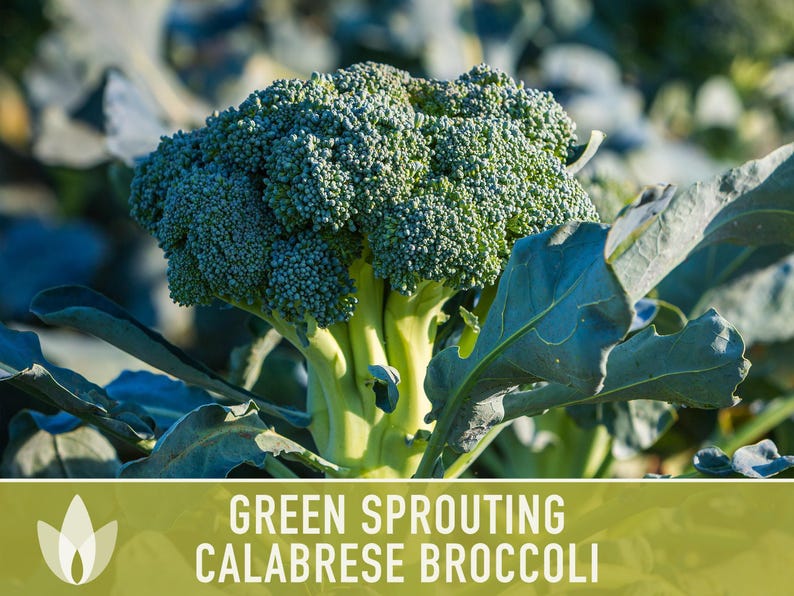 Green Sprouting Calabrese Broccoli Seeds - Heirloom, Organic, Non-GMO, Open Pollinated, Seed Packets image 5