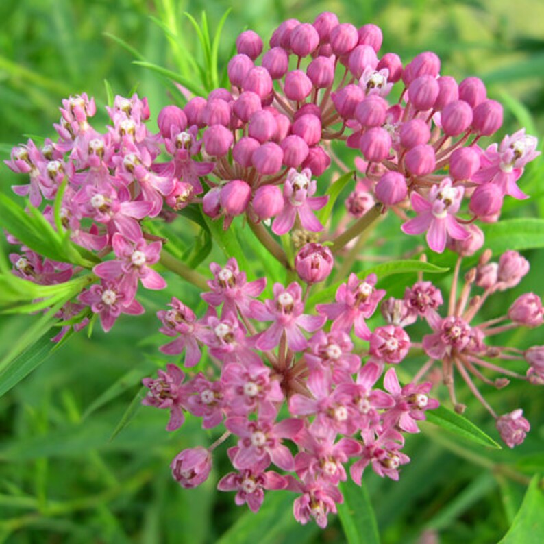 Milkweed Asclepias Syriaca Common Milkweed Seeds Heirloom