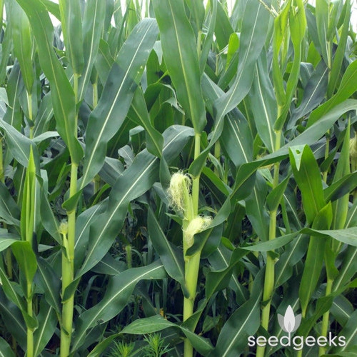 thumbnail image 2 of Country Gentleman White Corn Seeds – 25 Ct, Heirloom Sweet Vegetable Seeds For Garden – USA Grown 2 of 4