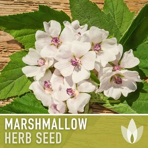 A bouquet of white flowers with purple centers is displayed on a wooden surface, surrounded by green leaves.