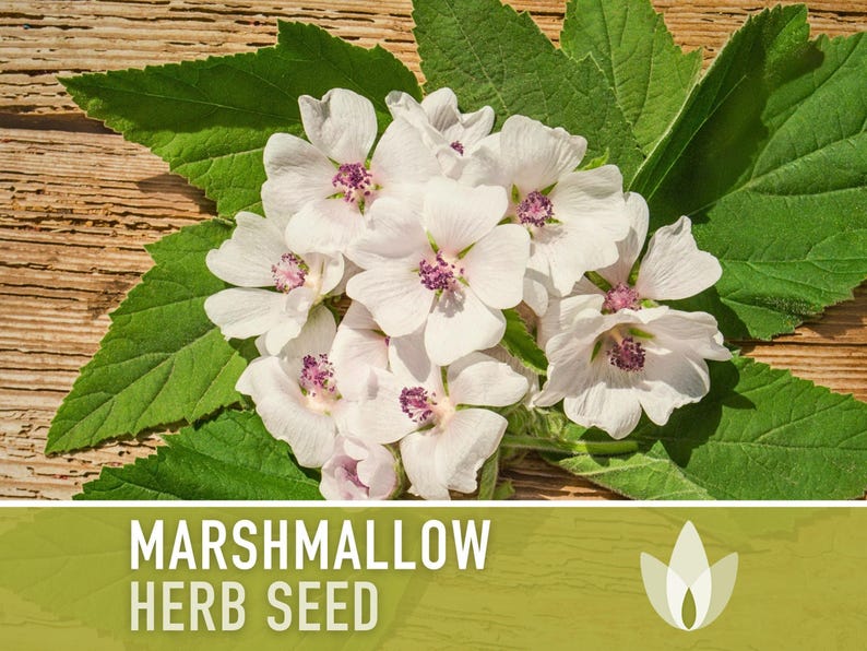 A bouquet of white flowers with purple centers is displayed on a wooden surface, surrounded by green leaves.