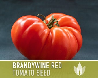 Brandywine Red Tomato Heirloom Seeds