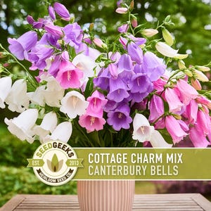 May include: A bouquet of Cottage Charm Mix Canterbury Bells in a peach-colored vase. The flowers are a mix of white, pink, and purple bell-shaped blooms. The image includes a logo that says "Seed Geeks" and the text "Cottage Charm Mix Canterbury Bells."