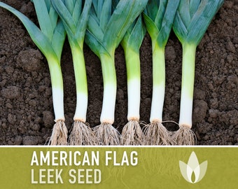 American Flag Leek Seeds - Heirloom Seeds, Onion Seeds, Cold Hardy, Long Harvest, Open Pollinated, Non-GMO