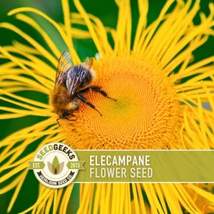 Può includere: Primo piano di un vibrante fiore di enula campana giallo con un'ape. L'ape è marrone e nera, posizionata al centro del fiore. L'immagine include il testo "Elecampane Flower Seed" e il logo Seed Geeks.