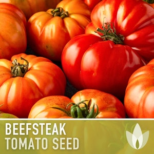 Beefsteak Tomato Heirloom Seeds