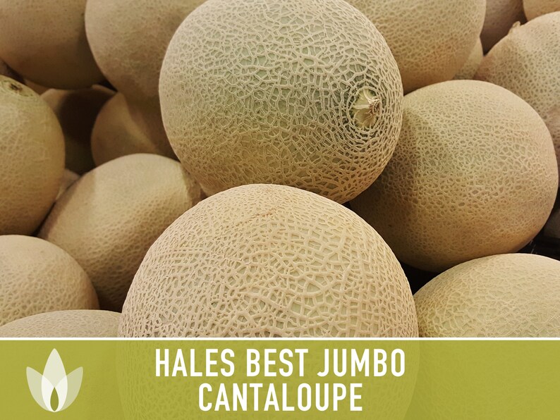 Hales Best Jumbo Cantaloupe Heirloom Seeds Etsy